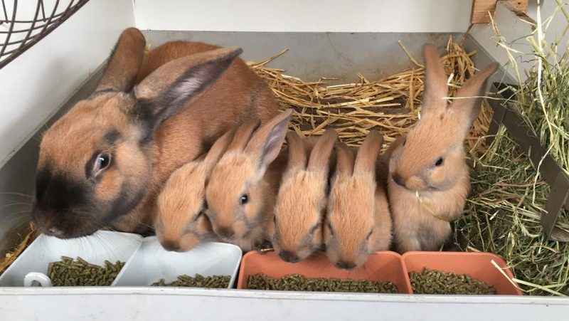 Thüringerzibbe mit Jungtieren