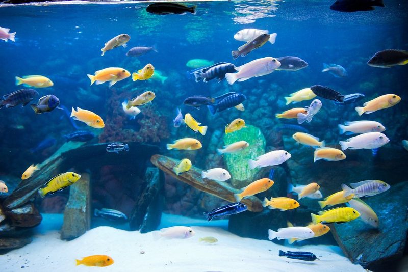 Aquarienfische aus hartem Wasser