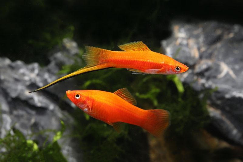 Aquarienfische aus hartem Wasser