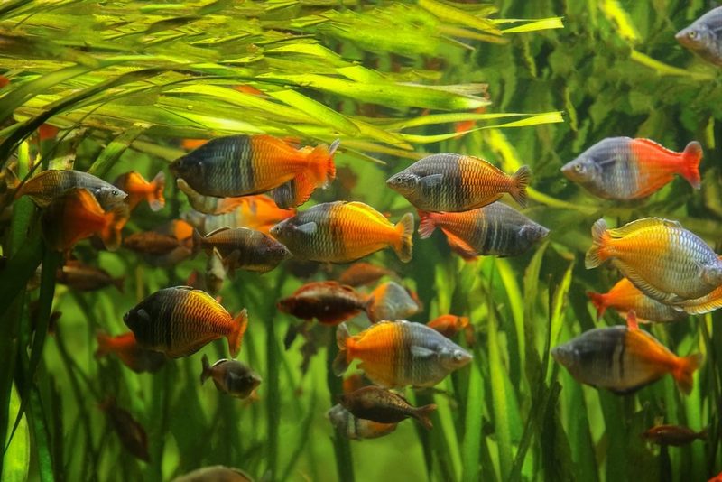 Aquarienfische aus hartem Wasser