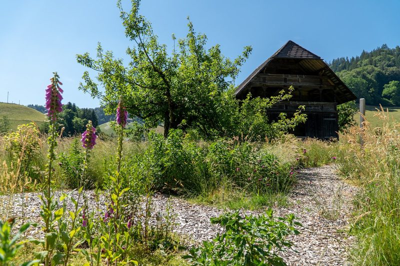 Cristina Grossenbacher: Cristinas wilder Garten