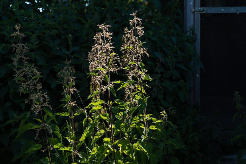 Cristina Grossenbacher: Cristinas wilder Garten
