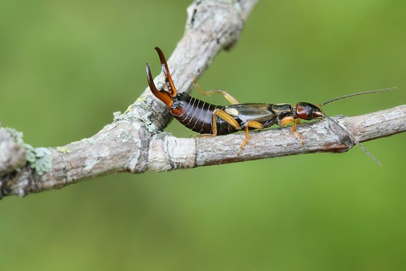 Ein Topf für den Ohrwurm
