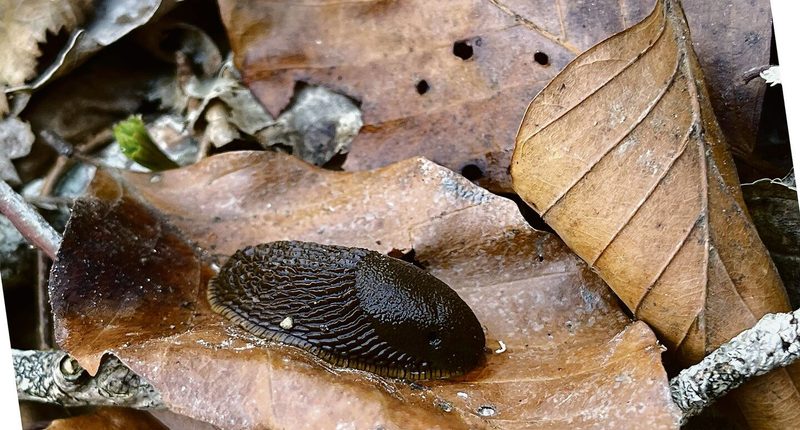 Die über 250 einheimischen Schneckenarten unterscheiden sich in Form, Grösse und Farbe.