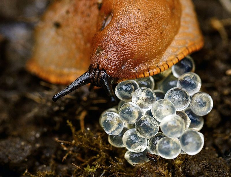 Eine Rote Wegschnecke legt ihre Eier geschützt unter Laub auf die feuchte Erde.