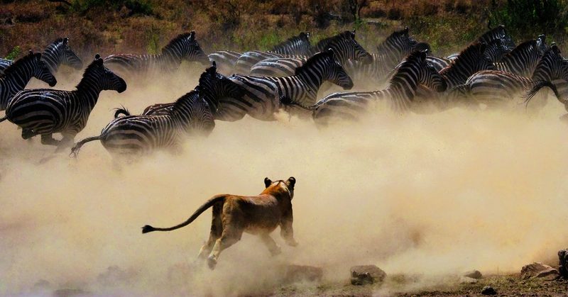 Löwinnen greifen überraschend eine Zebraherde an und fokussieren auf ein langsameres Tier.