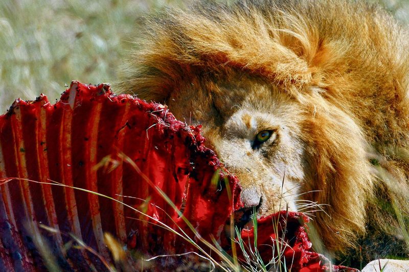 Versteckt im Savannengras jagen die Löwinnen im Rudel, das ranghöchste Männchen tut sich zuerst an der Beute gütlich.