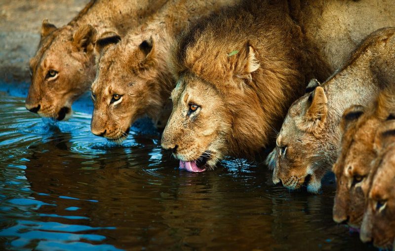 Ein Löwenrudel löscht den Durst an einer Wasserstelle. Dort lauern die Raubkatzen auch Wild auf, das trinken will.