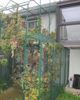 Voliere von Chinesischen Nachtigallen