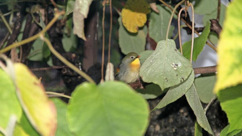 Chinesische Nachtigall zwischen Blättern