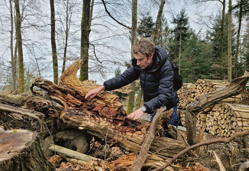 Michael Gilgen sucht im Totholz nach Käfern. Mit Erfolg, wie der Dunkelblaue Laufkäfer (links) und der Hainlaufkäfer zeigen.
