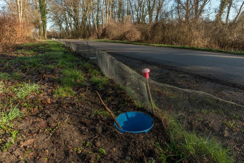 Ehrenamtliche retten jedes Jahr 270'000 Amphibien vor dem Strassentod