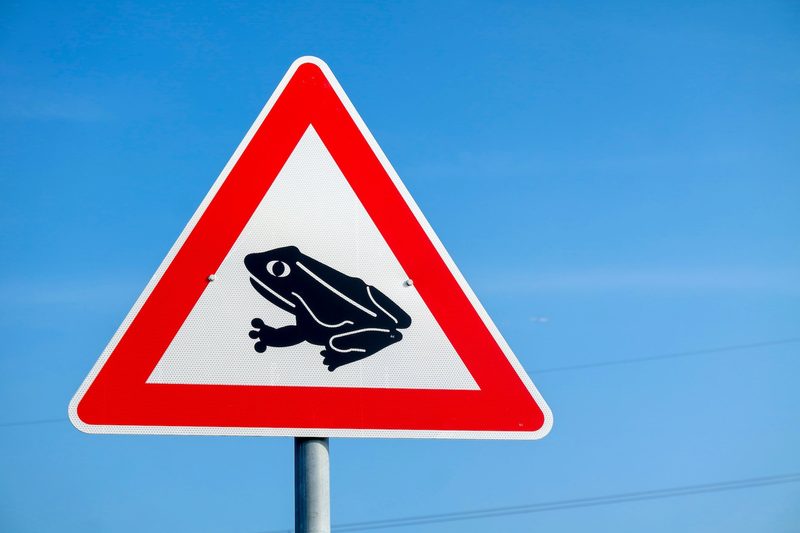 Ehrenamtliche retten jedes Jahr 270'000 Amphibien vor dem Strassentod