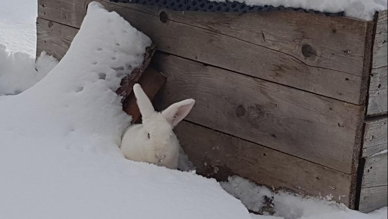 Kaninchen draussen im Schnee