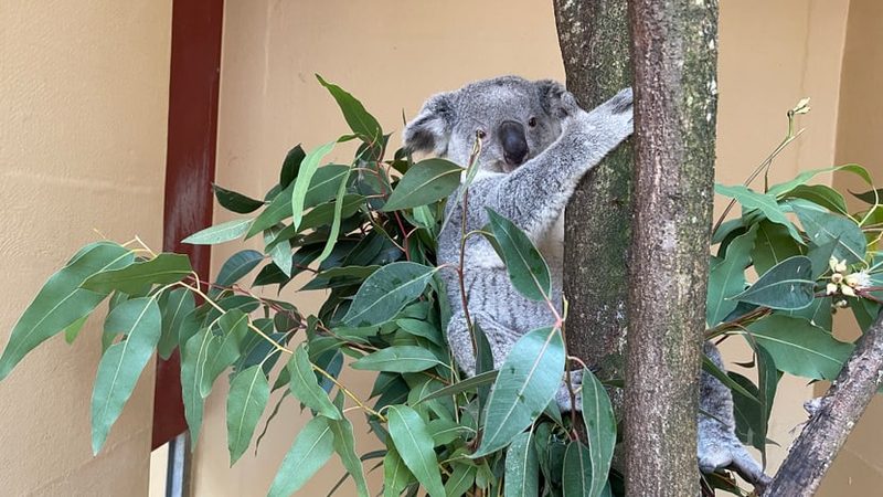 «Tarni» zügelt in den Zoo Zürich