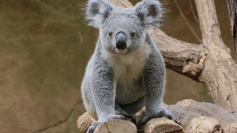«Tarni» zügelt in den Zoo Zürich