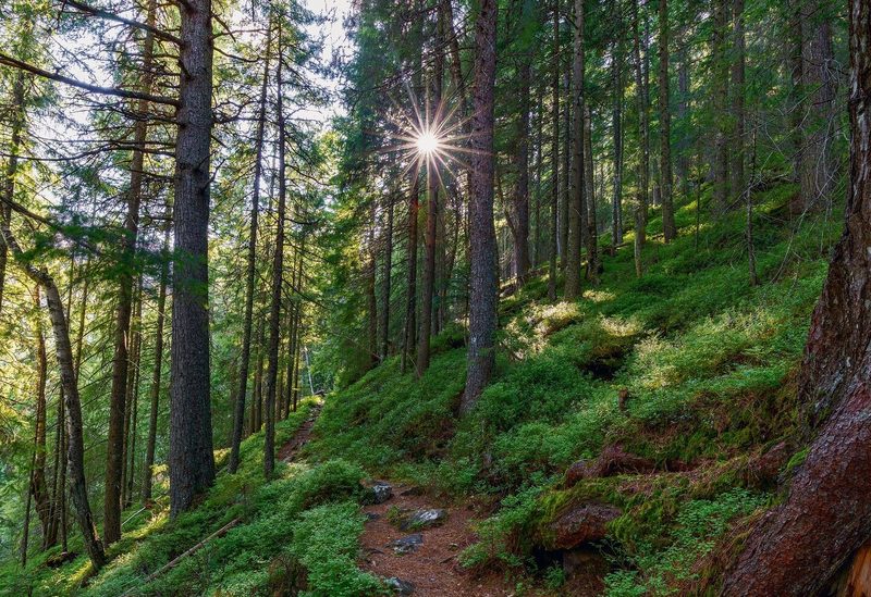 Dem Schweizer Wald geht es gut, seine Fläche nimmt immer weiter zu.