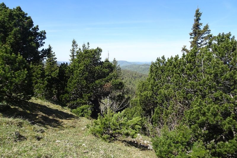 Hermeline in der Schweizer Landschaft