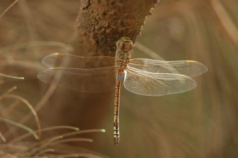 08-schabrackenlibelle-liesvanrompaey-ccby2.jpg