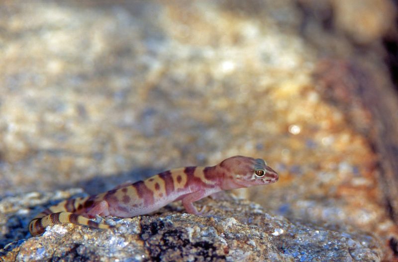 Dieser Gecko schüttelt Skorpione durch