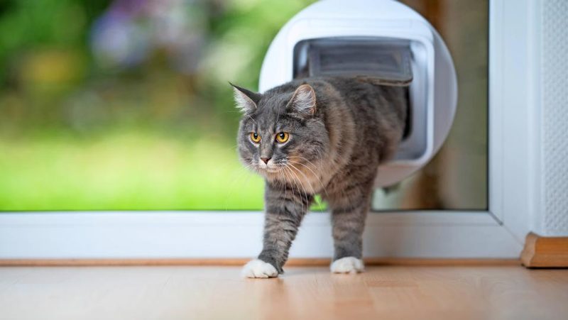 Katze kommt durchs Türchen