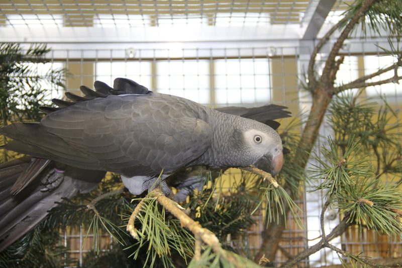 Timneh-Graupapagei: der Graue mit dem hornfarbenen Oberschnabel