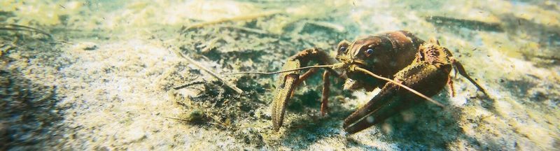 Weibliche Krebse tragen ihre Eier geschützt unter dem Schwanz. Flusskrebse sind meist nachts aktiv und verbergen sich tagsüber unter Steinen.