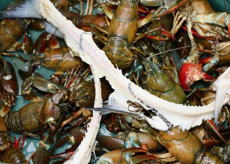 In den Reusen machen sich die Signalkrebse über Fischreste her. Sie sind Allesfresser.