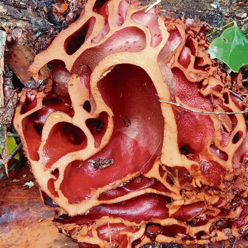 Aufgeschnittene Knolle einer Myrmecodia-Pflanze mit Ameisen im Innern.