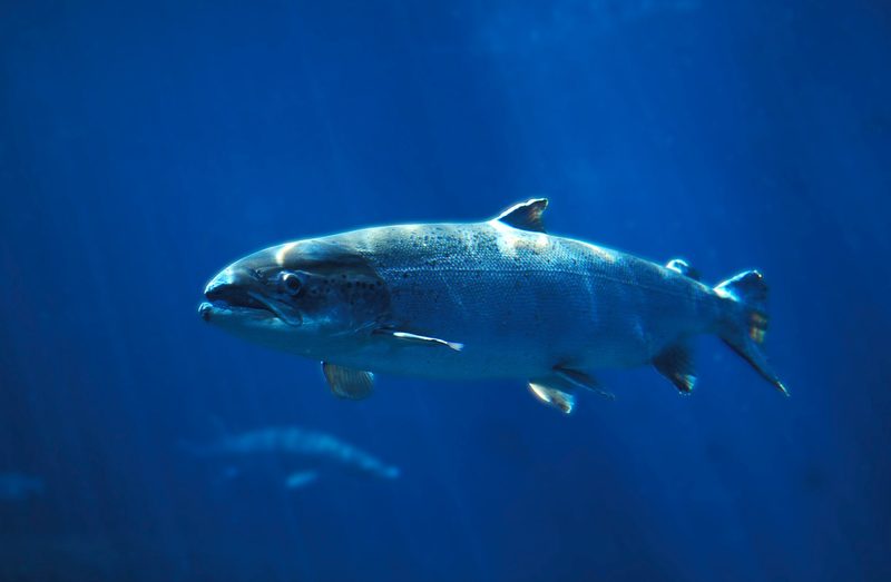 Wer Lachs aus der Farm isst, unterstützt Lachsfarmen, die die Umwelt schädigen.