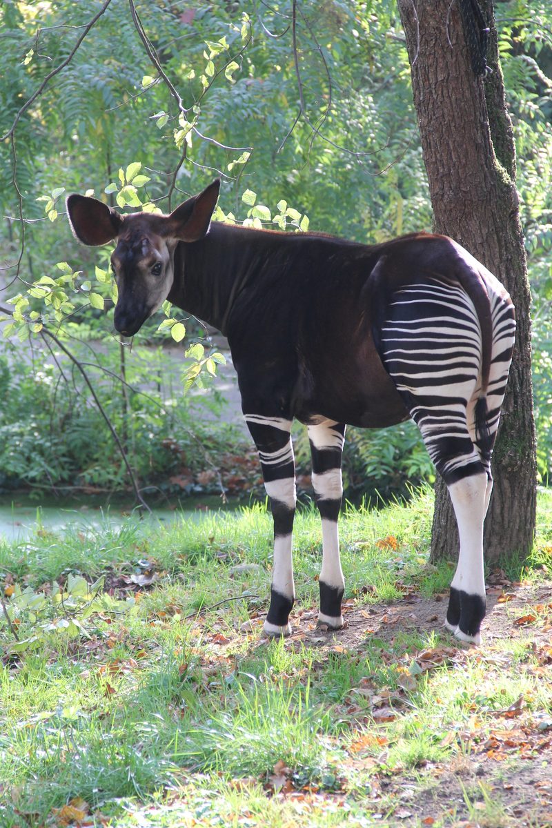 «Die Zootierliste zeigt die Vielfalt an Zoos»