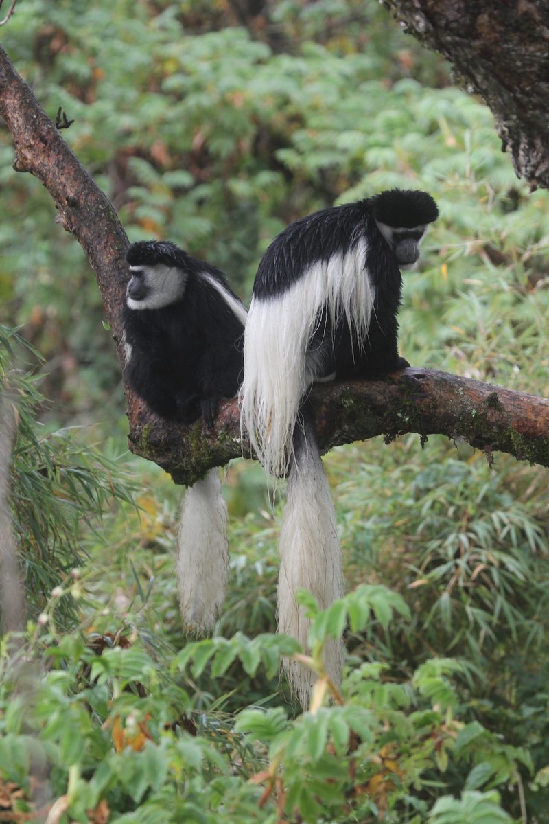 «Die Zootierliste zeigt die Vielfalt an Zoos»