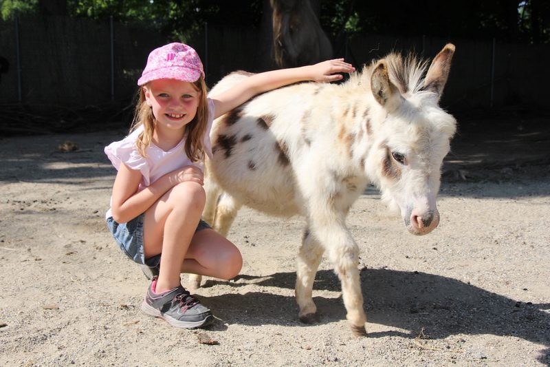 Amerikanischer Miniesel im Bioparc Genf