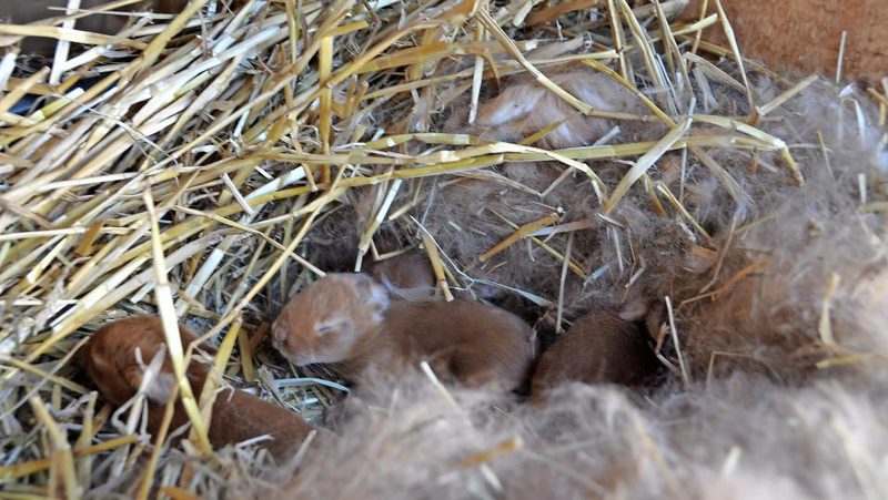 Jungkaninchen im Stroh