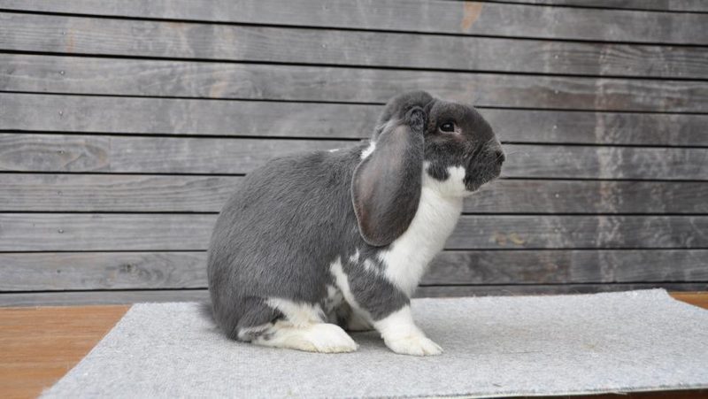Französisches Widder-Kaninchen