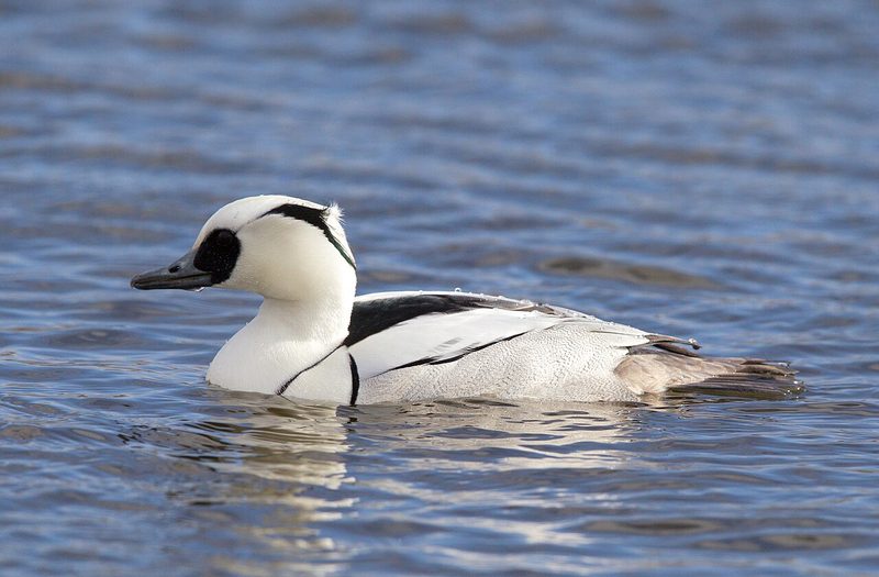 Diese Zugvögel fliegen im November durch die Schweiz