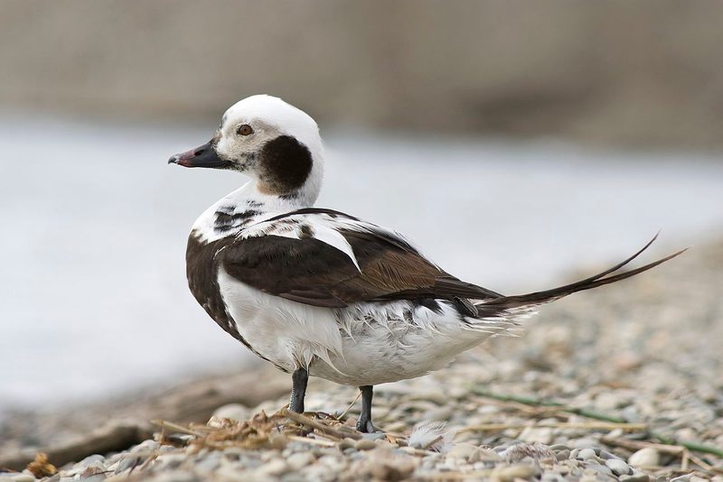 Diese Zugvögel fliegen im November durch die Schweiz
