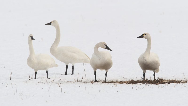 Diese Zugvögel fliegen im November durch die Schweiz