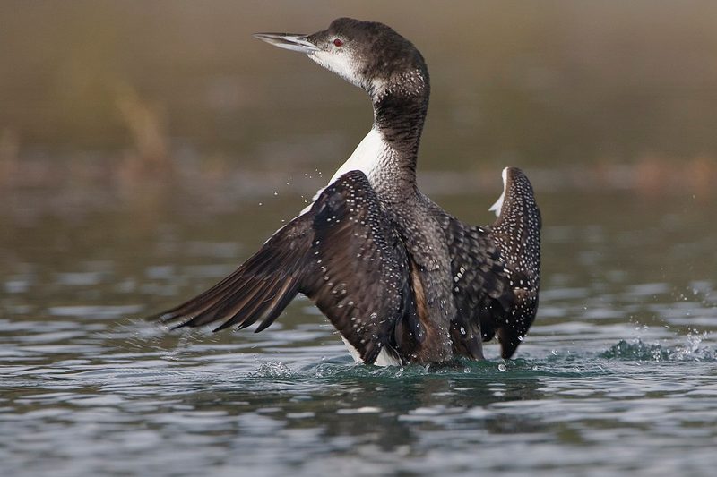 Diese Zugvögel fliegen im November durch die Schweiz