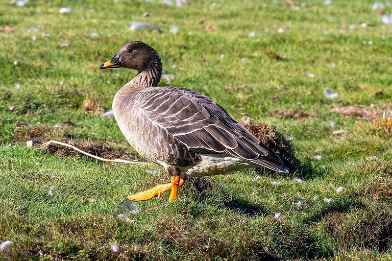 Diese Zugvögel fliegen im November durch die Schweiz