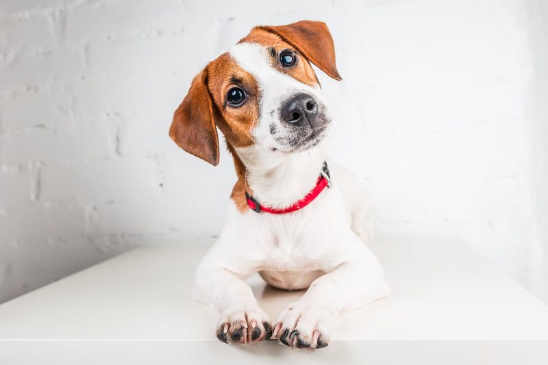 Warum gibt es verschiedene Hundeohren?