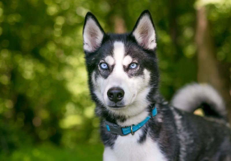 Warum gibt es verschiedene Hundeohren?