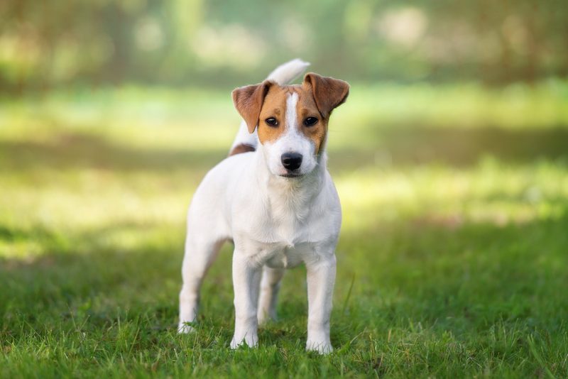Warum gibt es verschiedene Hundeohren?
