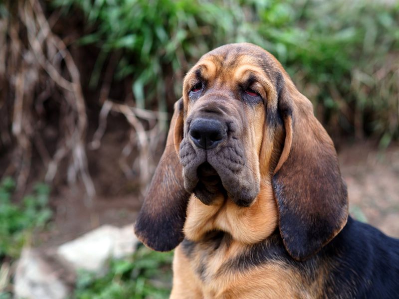 Warum gibt es verschiedene Hundeohren?