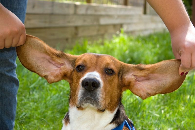 Warum gibt es verschiedene Hundeohren?
