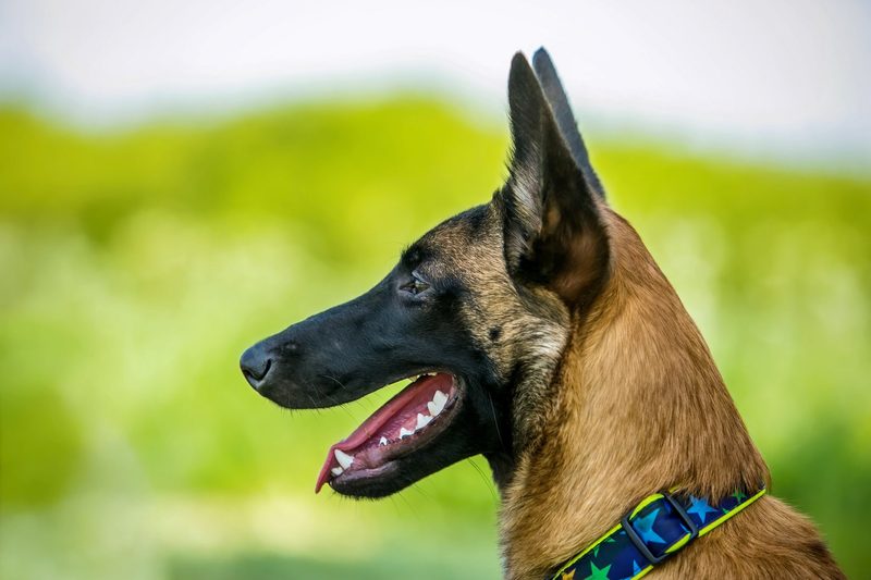 Warum gibt es verschiedene Hundeohren?
