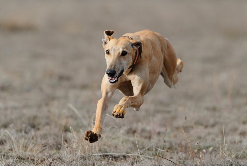 Warum gibt es verschiedene Hundeohren?