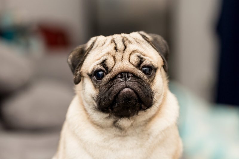 Warum gibt es verschiedene Hundeohren?