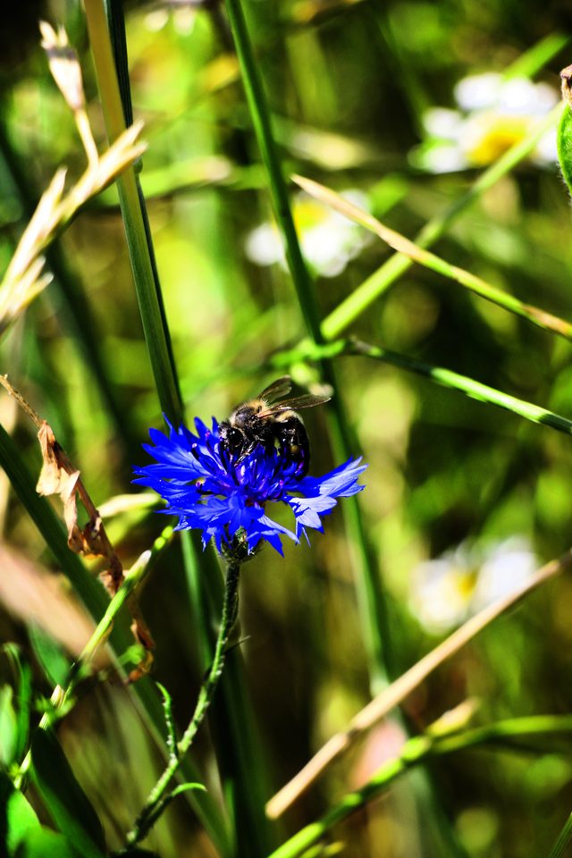 Kornblumen gehörten einst zu jedem Getreidefeld, heute sind sie selten geworden.