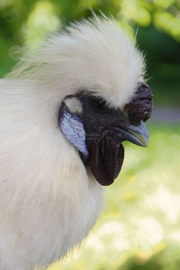 Seidenhuhn